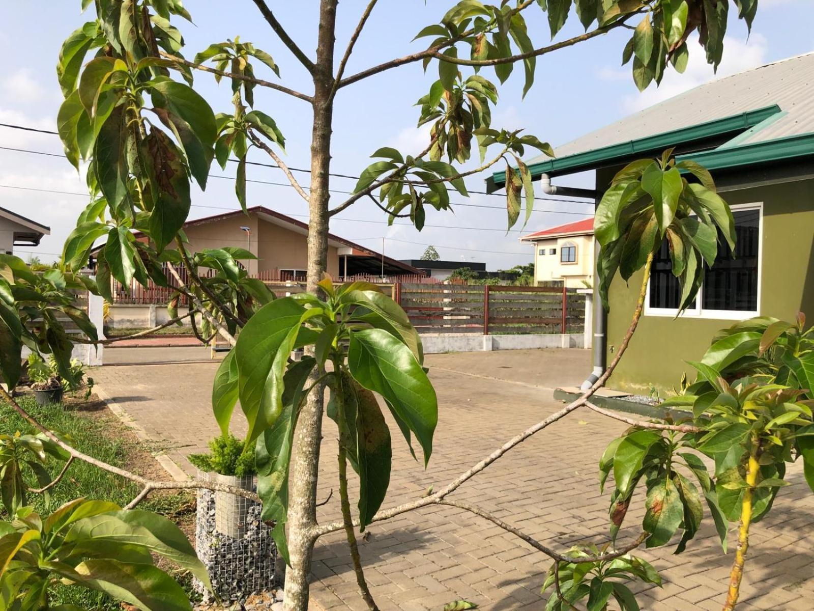 Grapefruitstraat Lägenhet Paramaribo Exteriör bild
